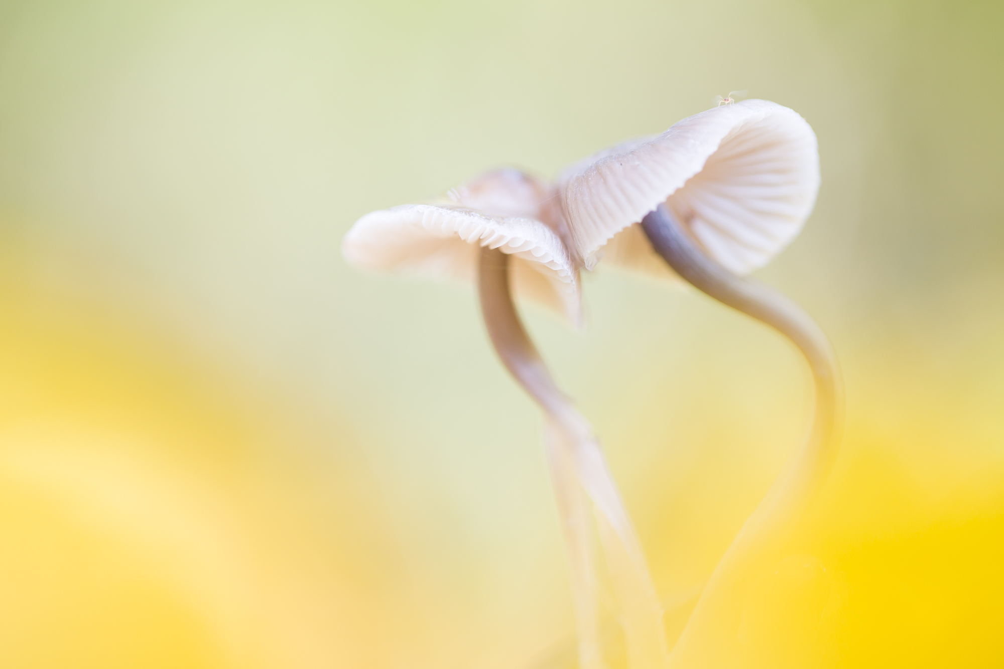 Cursus paddenstoelen fotograferen