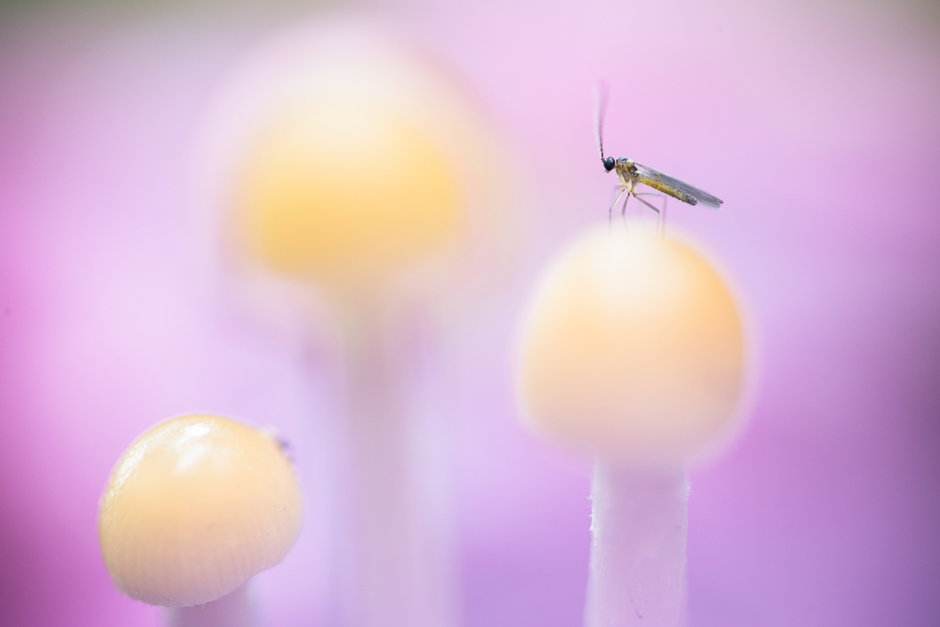 cursus paddenstoelen-28