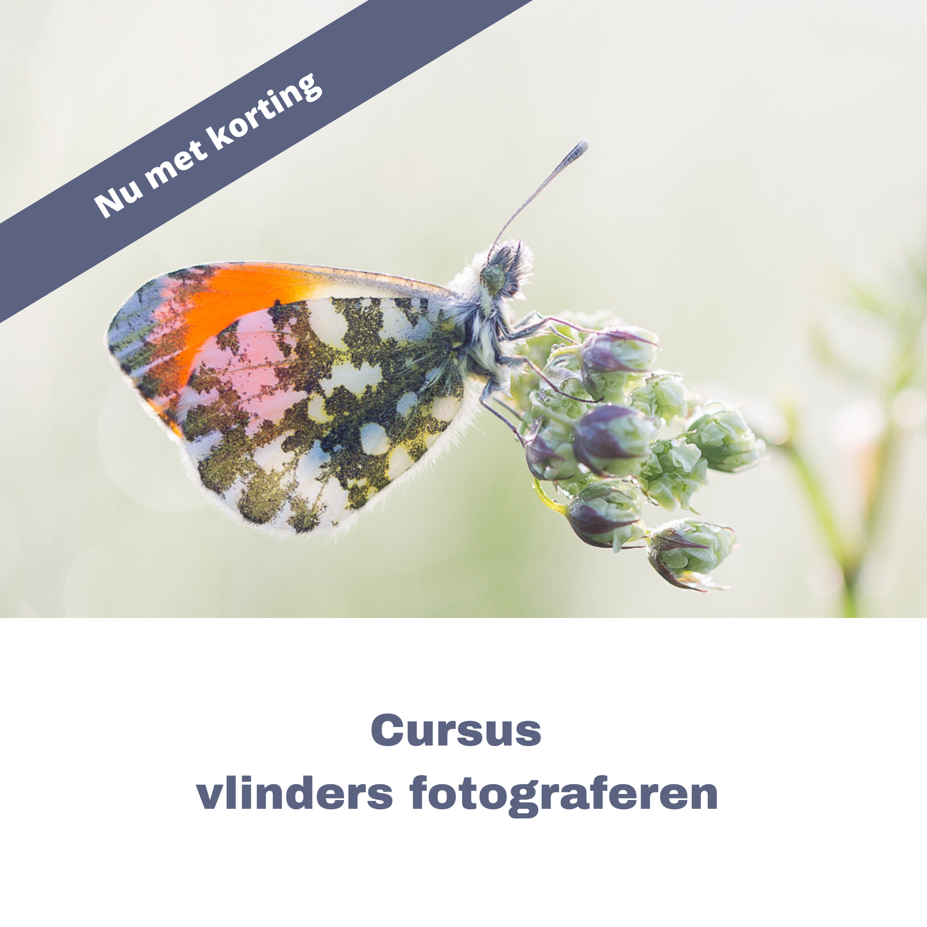cursus vlindermodule fotograferen