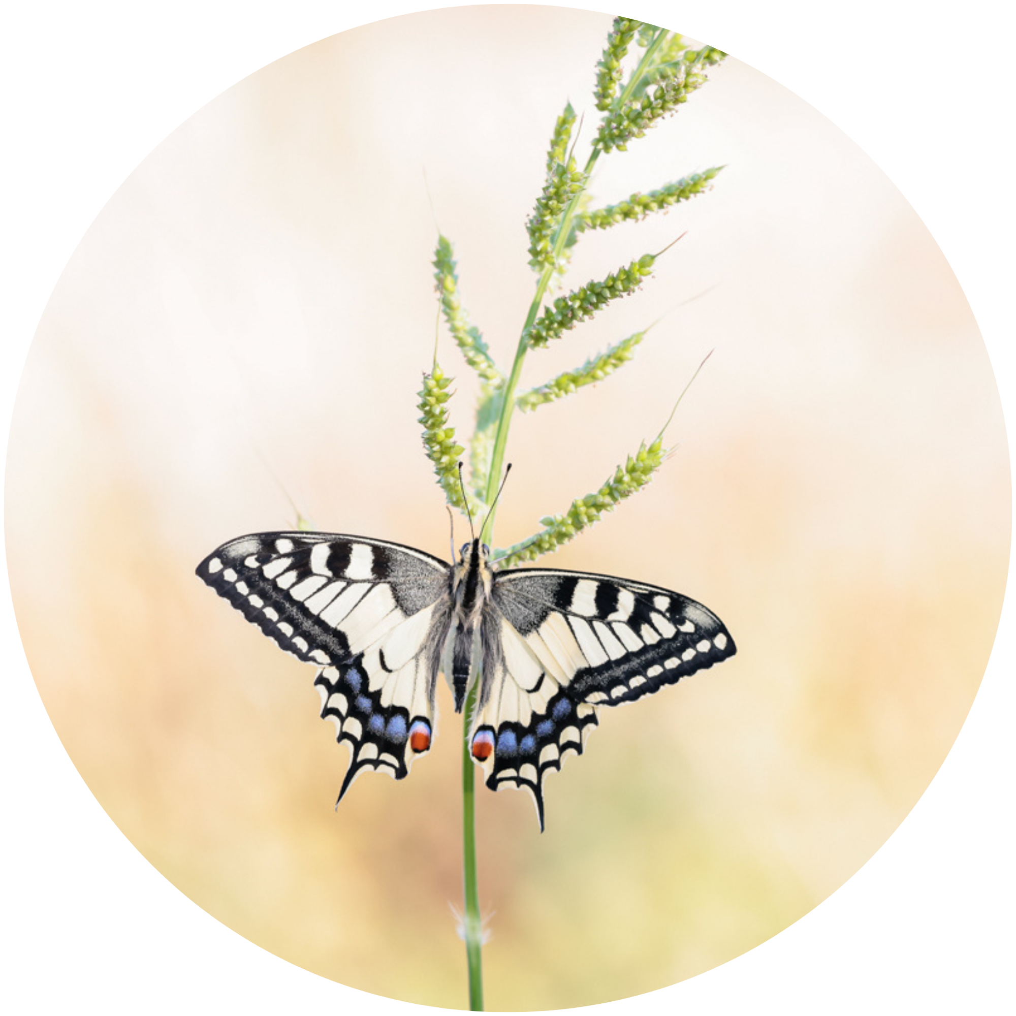sticker vlinder