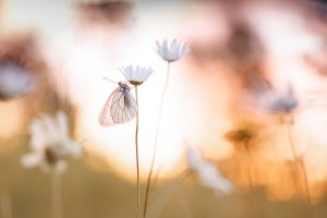 Online cursus vlinders fotograferen JBN academie