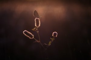 Online cursus vlinders fotograferen JBN academie
