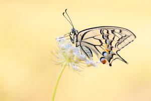 Online cursus vlinders fotograferen JBN academie