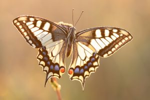 Online cursus vlinders fotograferen JBN academie