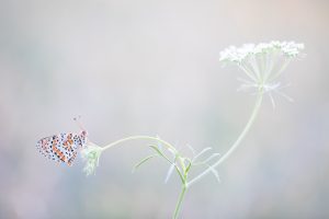 Online cursus vlinders fotograferen JBN academie