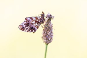 Online cursus vlinders fotograferen JBN academie