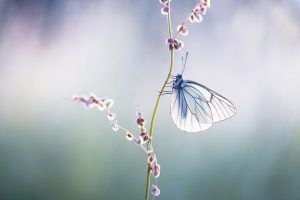 Online cursus vlinders fotograferen JBN academie